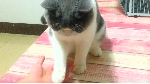 你见过会握手的猫吗,猫奴们必看呀!快来吸猫呀!