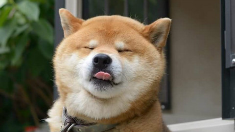 柴犬〕这才是神烦狗doge的真面目!-汪星人的秘密ep10