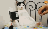 【第一只猫我就服!!!】萌宠搞笑滑稽系列!