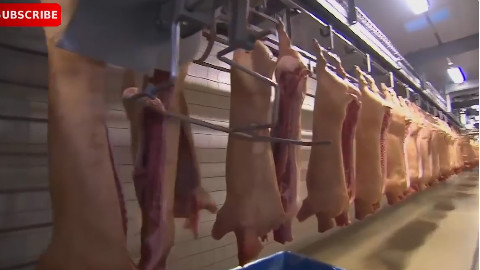食品厂里惊人的切肉机是怎么快速加工二师兄的