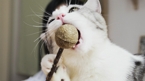 女主播给猫咪吸了猫薄荷棒棒糖!后果不堪设想,猫群疯了场面一度失控