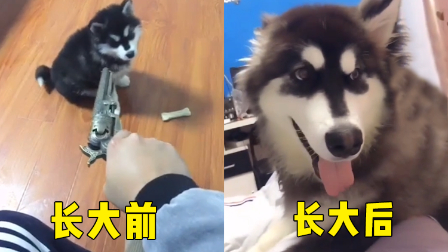 【看啥视频】狗狗从小就被逗比主人欺负着!心疼这肥汪星人...