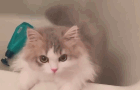 萌萌小猫系列~~喵~~