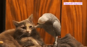第一次见到其他动物的猫猫和狗狗,超可爱的反应~