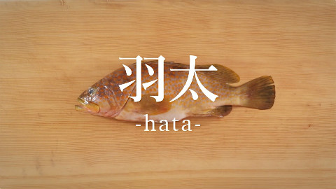 【鱼的处理方法】石斑鱼的处理方法