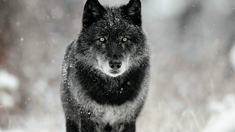 【狼】养头黑狼作宠物