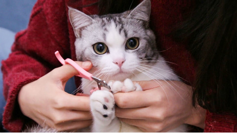 猫咪撒娇不想剪指甲,下一秒就被戏精女主人辣手摧花剪个精光,猫咪一脸懵逼...
