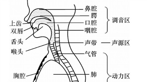 【伪声教程】口腔共鸣教程,让你的声音明亮有气质~(草莓胖次)