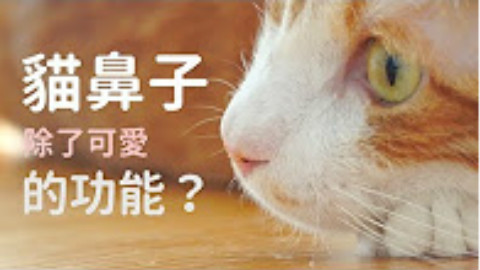 【貓鼻子的功能?】可愛就可以啦!