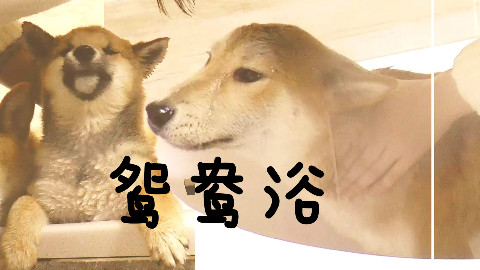 柴犬夫妇的鸳鸯浴,12月3日直播录像
