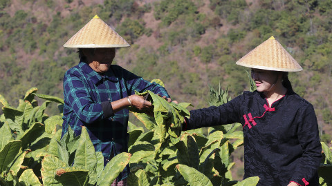 云南村里制作传统小吃烟,每到冬季成片的都是黄澄澄的晒烟