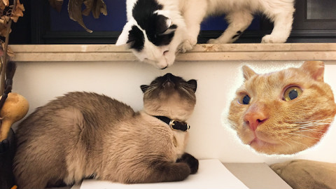 【每日吸猫】!!这里是喵星的一天!萌叽叽~