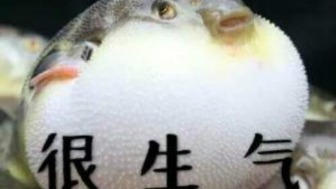 你以为可爱的河豚还有另一面。5秒后开始高能!!