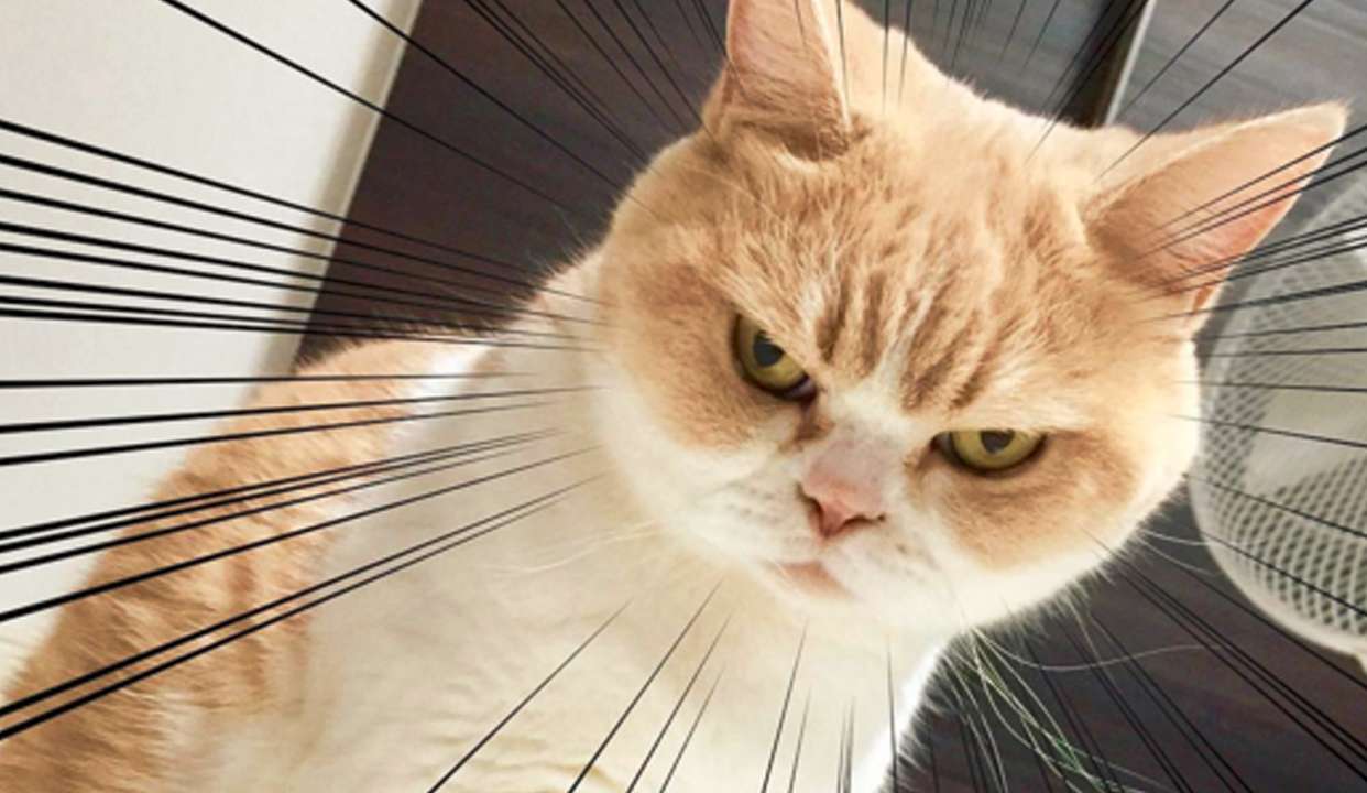 前方高能,一大波会说话的喵来袭?