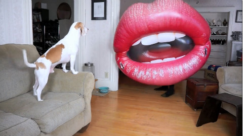 狗狗看见一个很大的嘴巴是什么反应?