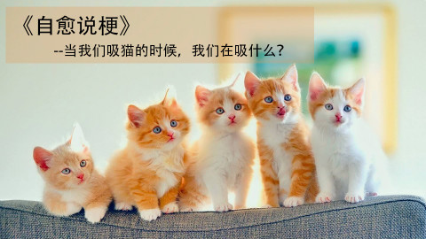 【自愈说梗】当我们吸猫的时候,我们在吸什么?