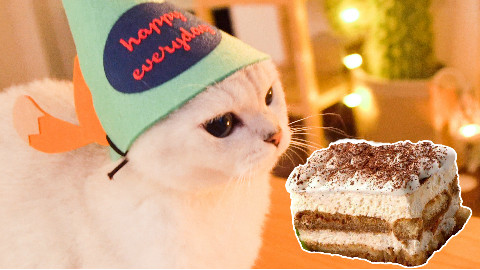 女主播斥巨资给网红猫过生,豪华酷炫生日party,人看了蛋糕都想吃!