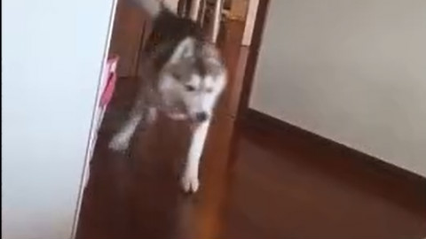 主人叫二哈,说自己快不行了,结果……