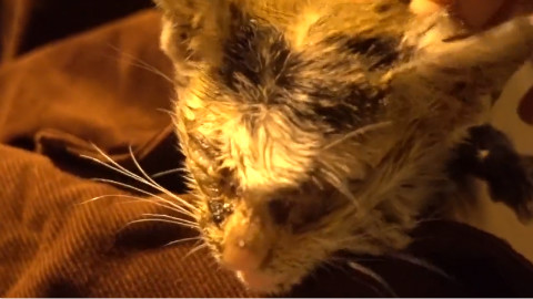 【爱之爪】猫咪挣扎在死亡边缘,直到它被人救起,变成了一只人见人爱的猫咪