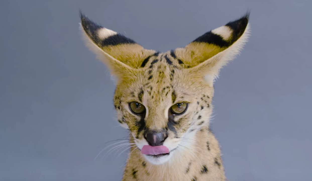 除了喵星人和汪星人,这 8 只罕见动物也很萌