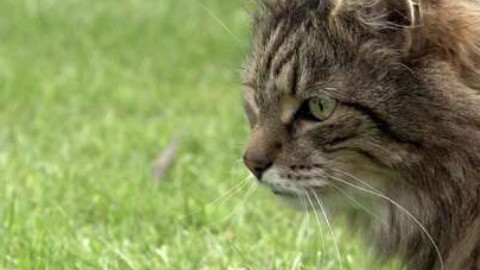 猫的秘密生活 The Secret Life of the Cat(HD中英双字1024高清)