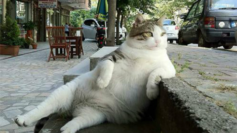猫咪和人类在一起,搞笑合集。