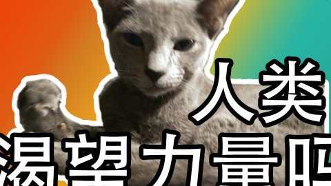 【高清吸猫】这只猫居然这么乖!【Moooby出品】