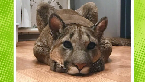 战斗种族夫妇养美洲狮做宠物,颜值逆天的可爱大猫开挂一般招人疼