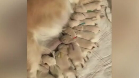 金毛看着自己生的一窝孩子,一脸愁容,这可咋养啊!