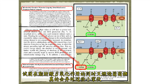 胰岛素阻抗Dr. Ted Naiman(中文字幕)【生酮饮食糖尿病相关】