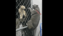 猫咪挂在铁网上,跟里面的猫吵架,求大神翻译!