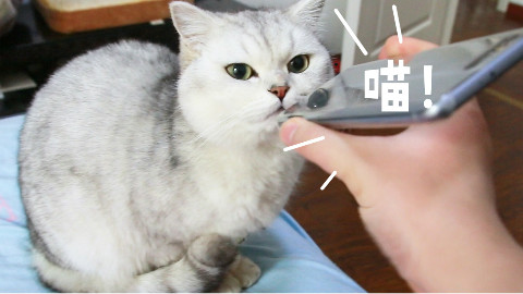 千万不要给猫咪听猫叫模拟器,本来以为没卵用,结果居然发情了...