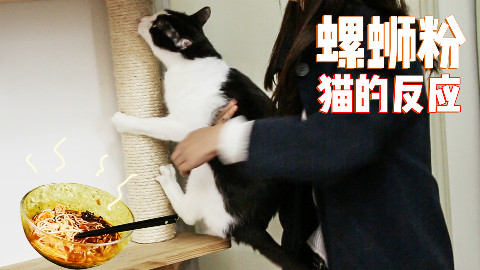 猫咪闻了螺蛳粉后疯狂刨地!
