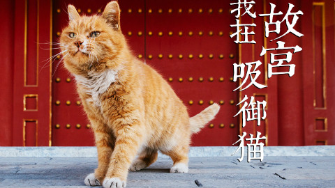 【我在故宫吸御猫】猫薄荷和逗猫棒!让老北京一脸懵逼的故宫玩儿法!