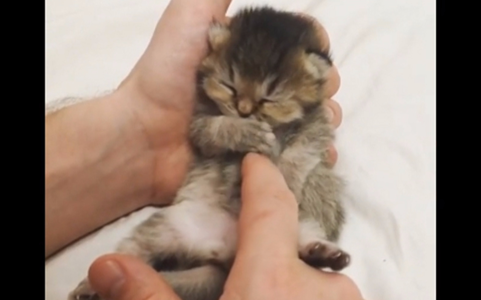 今日份的猫片,吸一大口!