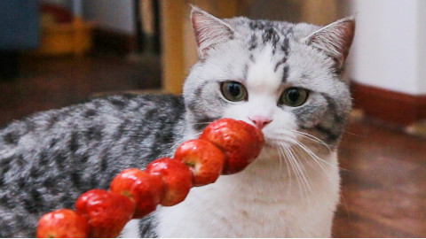 猫:如果你不给我草莓吃,我就让野食小哥做我的铲屎官!