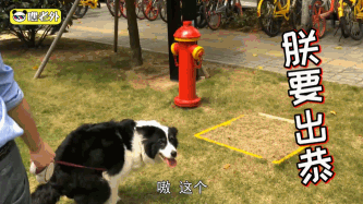来自爱狗老外的心声,李彦宏拯救了我的狗