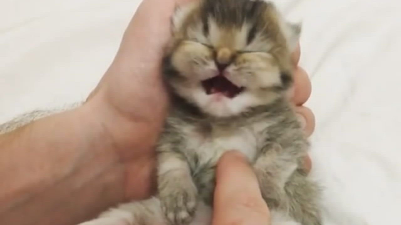 主人在撸小奶猫,母猫走过来看看,别给小猫撸坏了