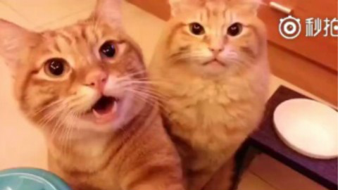 【橘猫X2】猫疗癒的叫声跟握手.