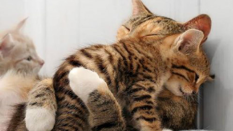 【云吸猫】可爱的猫妈妈和她呆萌的孩子们