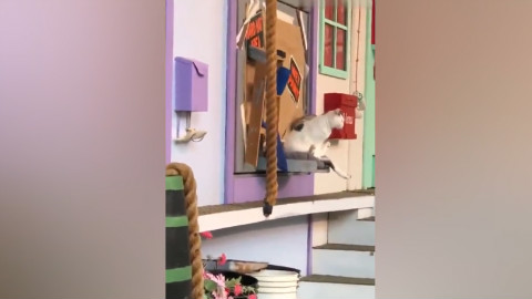 一座神奇的房子:猫咪跑进去变不同的品种