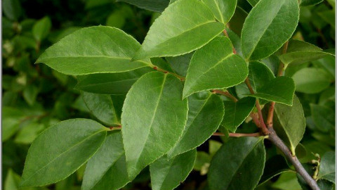 农村这一植物,叶子可用来煮饭,当地农民抢着摘