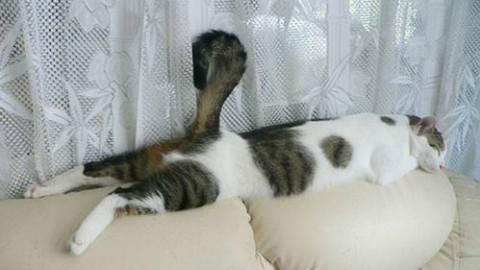 吸猫还是撸狗?可爱猫狗搞笑假期大合集