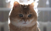 Hosico Cat 【大脸猫大脸猫爱吃鱼】