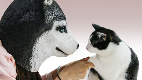 猫咪看着主人变成哈士奇后…奶牛猫:确认过眼神 我遇上对的狗~