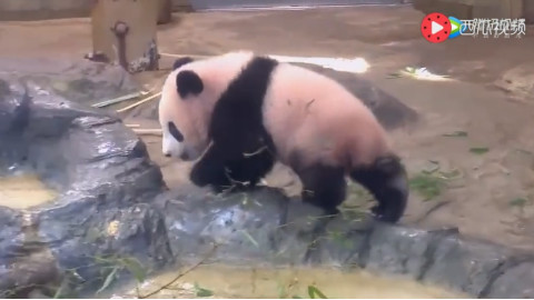 小熊猫到处乱跑,被妈妈拖回去就是一顿“打”