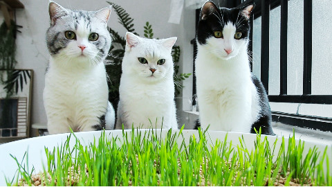 惊了!猫屎盆里居然长猫草了!猫:好吃真香,就是味儿有点怪......