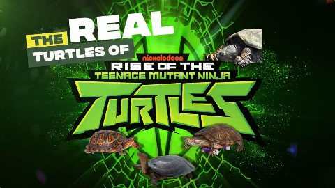 【生肉】忍者神龟2012片头曲/op故事板【第五季】