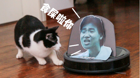 用张学友和VAN的表情包嘲讽猫咪,结果被追着打,猫:你才食屎!