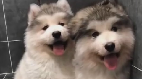 猫片——搞笑的猫和狗